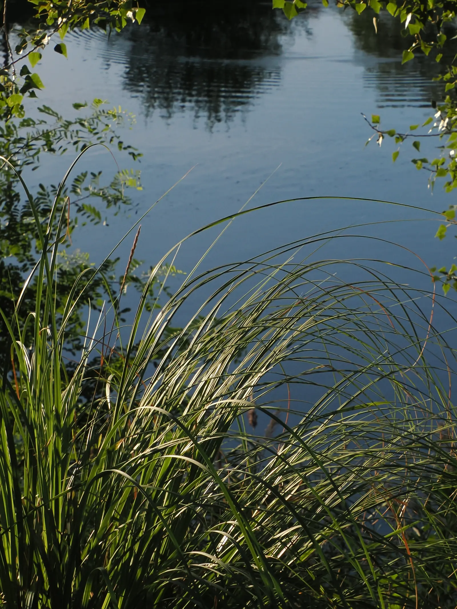 Garten und Teich beim Gasthaus Hödl