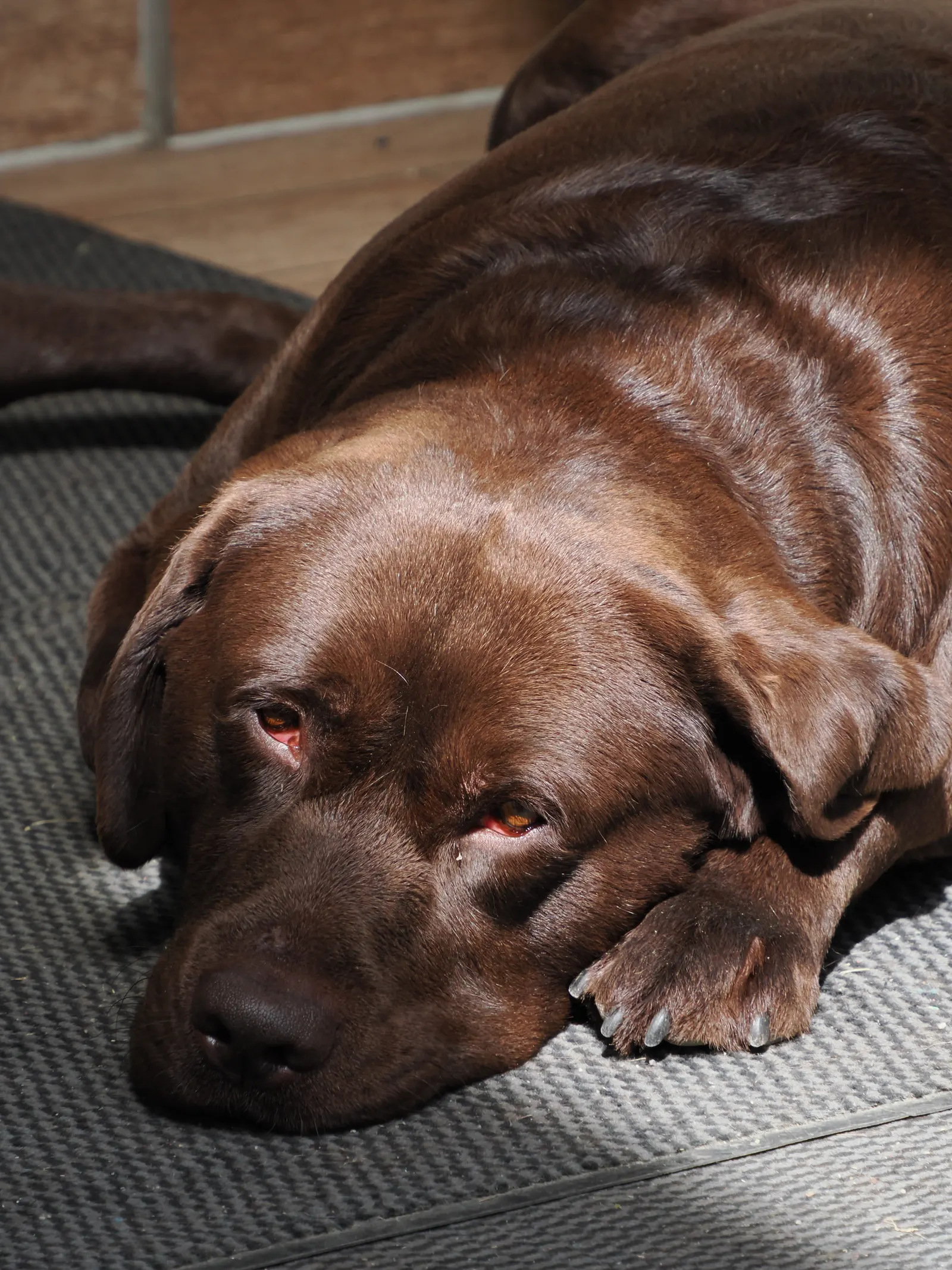 Der Haushund vor dem Gasthaus